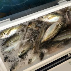 ヤザワ渡船 釣果