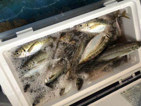 ヤザワ渡船 釣果