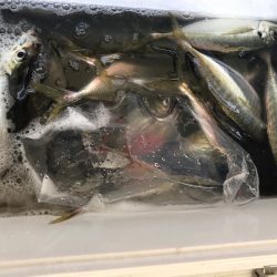 ヤザワ渡船 釣果