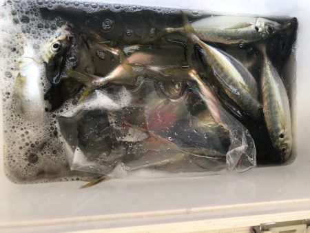 ヤザワ渡船 釣果