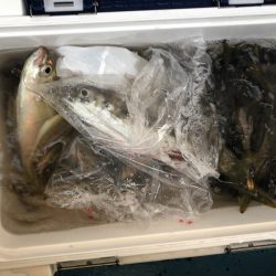 ヤザワ渡船 釣果