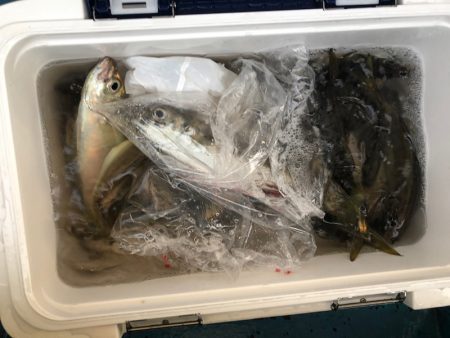 ヤザワ渡船 釣果