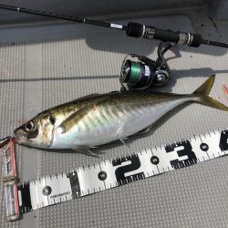 Chase(チェイス) 釣果