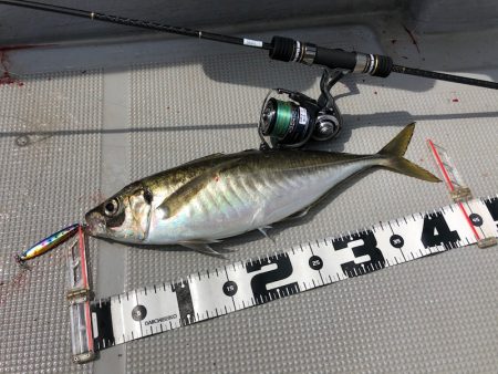 Chase(チェイス) 釣果