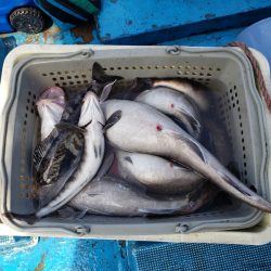 さち丸 釣果