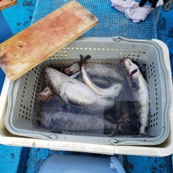 さち丸 釣果