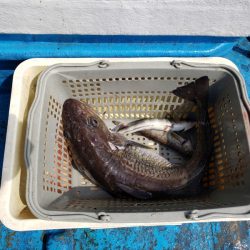 さち丸 釣果