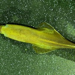 あみや渡船 JIGBOY 釣果