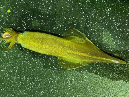 あみや渡船 JIGBOY 釣果