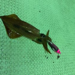 あみや渡船 JIGBOY 釣果