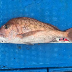 釣鯛洋 釣果