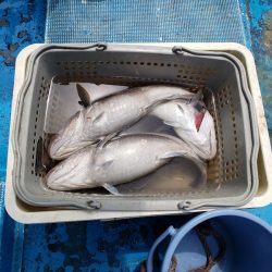 さち丸 釣果