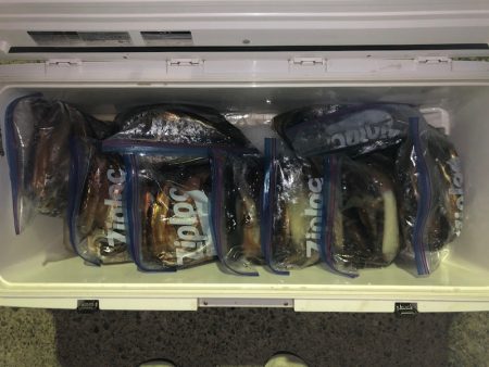 第二八坂丸 釣果