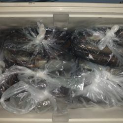 第二八坂丸 釣果