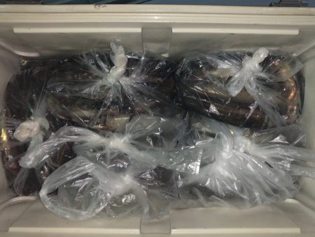 第二八坂丸 釣果