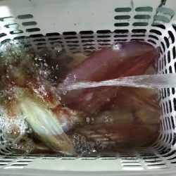 シーライオン 釣果