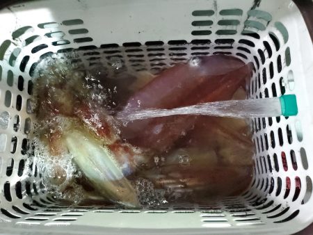 シーライオン 釣果