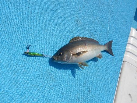 きずなまりん 釣果