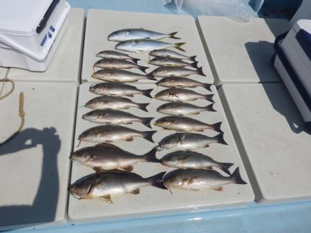 きずなまりん 釣果