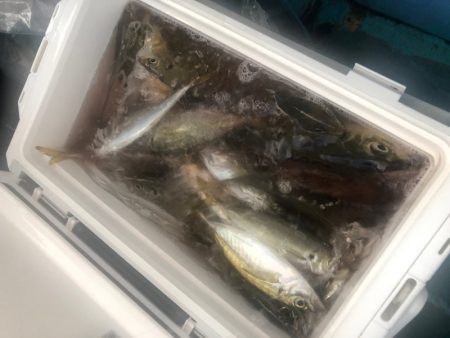 ヤザワ渡船 釣果