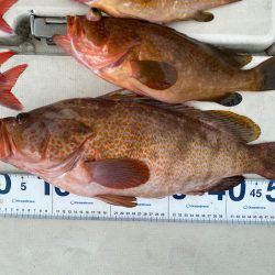 末広丸(熊本) 釣果