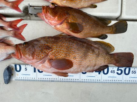 末広丸(熊本) 釣果