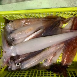 海龍丸（石川） 釣果