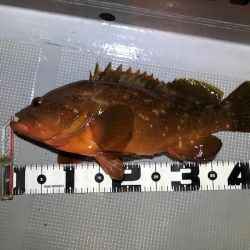 Chase(チェイス) 釣果