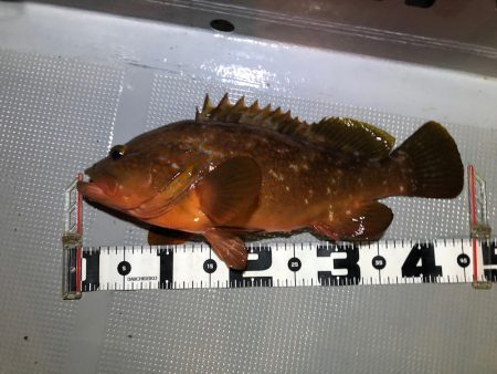 Chase(チェイス) 釣果