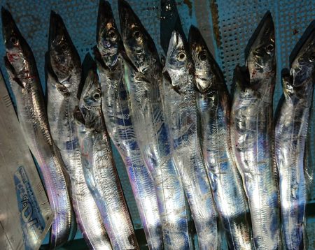 シースナイパー海龍 釣果