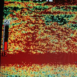 シースナイパー海龍 釣果
