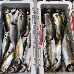 フィッシング キッタカ 釣果