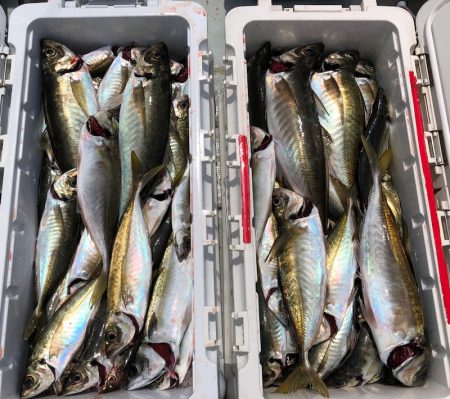 フィッシング　キッタカ 釣果