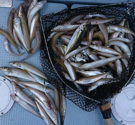 遊漁船 家入 釣果