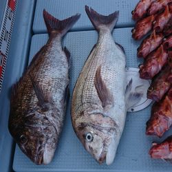 遊漁船 家入 釣果