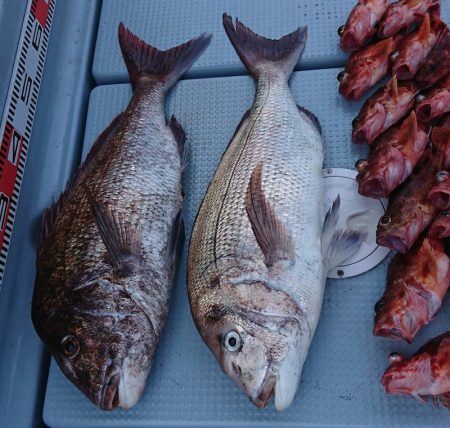 遊漁船 家入 釣果