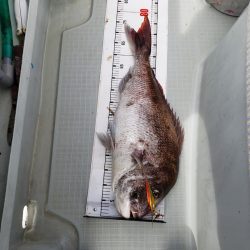 シーライオン 釣果