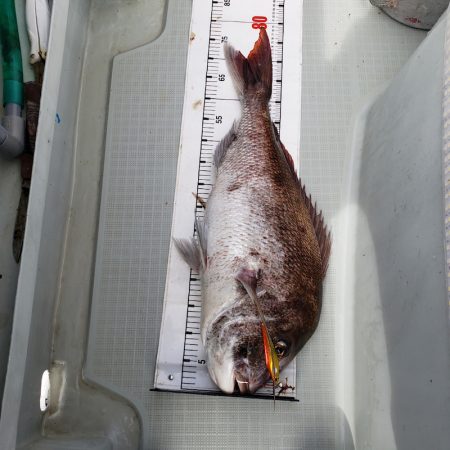 シーライオン 釣果