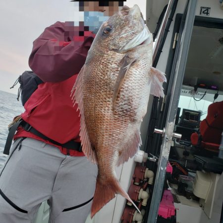 シーライオン 釣果