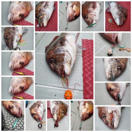 シーライオン 釣果