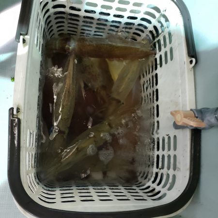 シーライオン 釣果