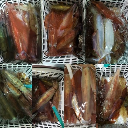 シーライオン 釣果