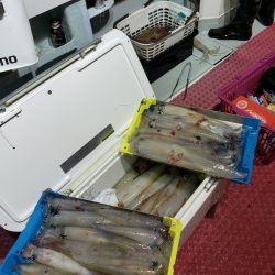 シーライオン 釣果