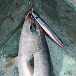 サンマリン 釣果
