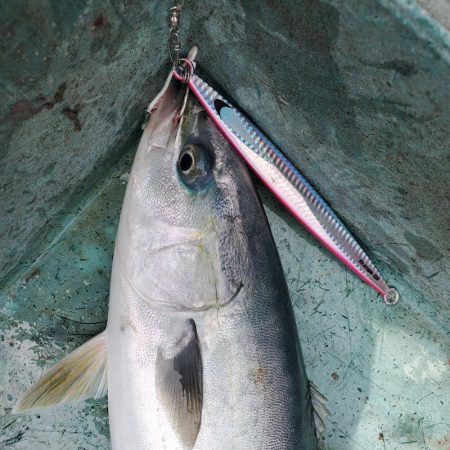サンマリン 釣果
