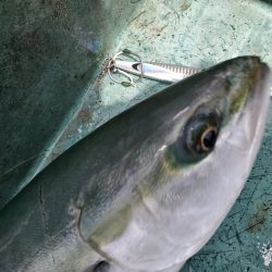 サンマリン 釣果