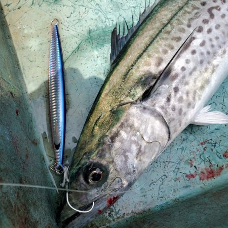 サンマリン 釣果