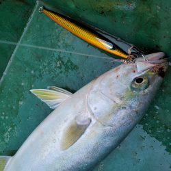 サンマリン 釣果