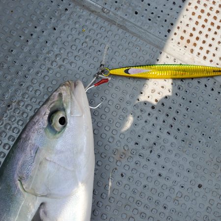 サンマリン 釣果