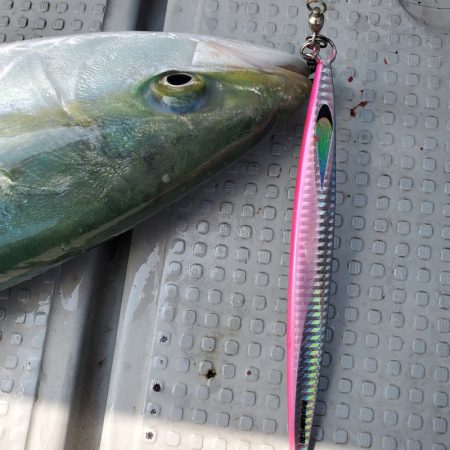 サンマリン 釣果